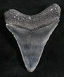 Wonderful Megalodon Tooth - Serrated #8089-1
